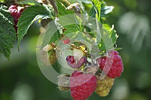 Red Raspberries Ripening