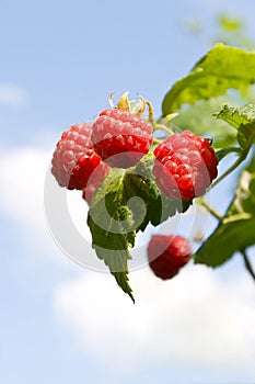 Red raspberries ripening with green leaves