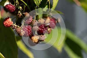 Red raspberries on a twig. Ripening red fruits. Healthy, fresh and natural food. Autumn in the garden