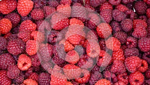 Red Raspberries viewed from above