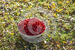 Red raspberries in a white bowl on the background of a green grass and autumn leaves