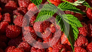 Red Raspberrries with green leaves over them