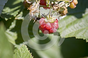 red raspberry berries hang on the branches. raspberry plantation raspberry bush with berries. Close-up