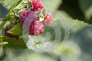 red raspberry berries hang on the branches. raspberry plantation raspberry bush with berries. Close-up