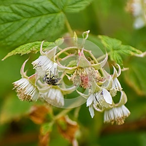 Red Raspberry Blossoms with Pollinators