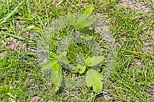 Red raspberry bramble in lawn