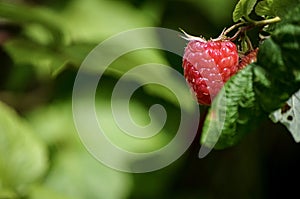 Red Raspberry Bush