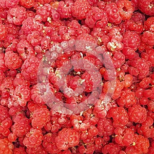 red raspberry freshly picked from the bush. aggregate juicy fruit consisting of small round pulpy succulent drupelets
