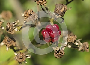 Red raspberry fruit