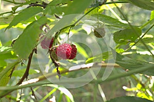 Red raspberry fruits, ripe and green on the same thin branch