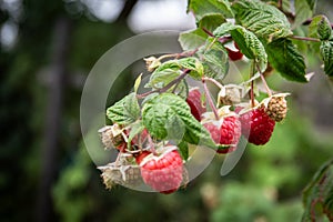 Red raspberry in garden. Branch of ripe raspberries, closeup. Red raspberries and green leaves