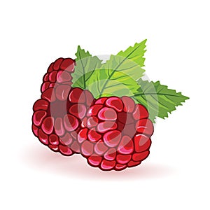 Red raspberry with green leaves. Summer fruitage. Three sweet ripe berries.