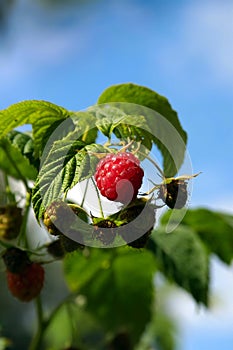 Red raspberry growing in natural environment close-up