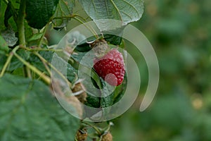 Raspberry on a plant