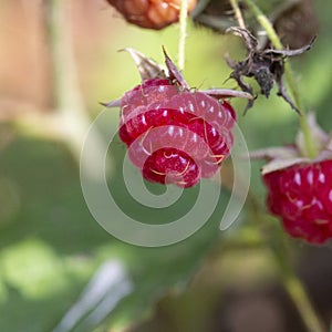 Red raspberry Rubus idaeus close up, red forest berries