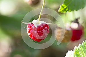 Red raspberry Rubus idaeus close up, red forest berries