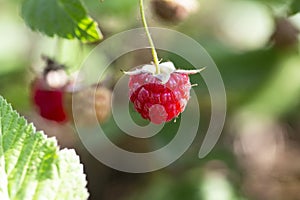 Red raspberry Rubus idaeus close up, red forest berries