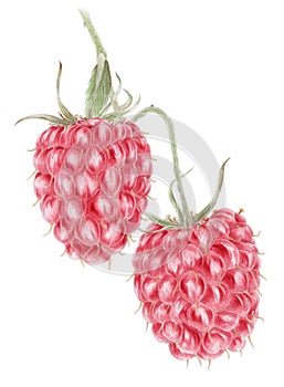 Red raspberry Rubus idaeus two mature fruits botanical drawing over white background