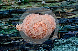 Red raspberry slime mould in forest photo