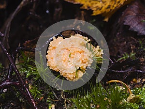 Red Raspberry Slime or Tubifera ferruginosa in forest macro, selective focus, shallow DOF photo