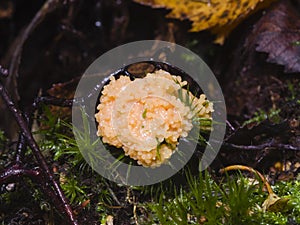 Red Raspberry Slime or Tubifera ferruginosa in forest macro, selective focus, shallow DOF