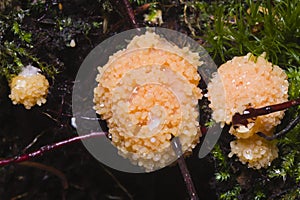 Red Raspberry Slime or Tubifera ferruginosa in forest macro, selective focus, shallow DOF