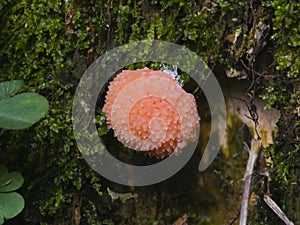 Red Raspberry Slime or Tubifera ferruginosa in forest macro, selective focus, shallow DOF