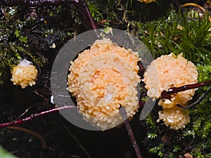 Red Raspberry Slime or Tubifera ferruginosa in forest macro, selective focus, shallow DOF photo