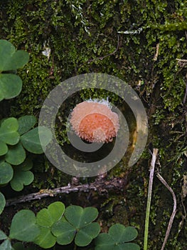 Red Raspberry Slime or Tubifera ferruginosa in forest macro, selective focus, shallow DOF photo