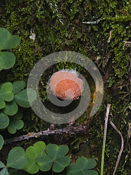 Red Raspberry Slime or Tubifera ferruginosa in forest macro, selective focus, shallow DOF