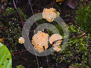 Red Raspberry Slime or Tubifera ferruginosa in forest macro, selective focus, shallow DOF photo