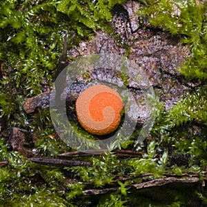 Red Raspberry Slime or Tubifera ferruginosa, in forest macro, selective focus, shallow DOF photo