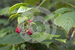 Red raspberry in wild nature. Raceme of ripening berries