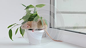 A red rat sits in a pot with a houseplant. Mouse in ficus leaves. Rodent on a white sill near the window