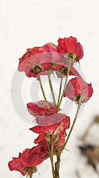 Red Raze Flower in Snow