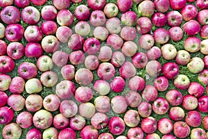 Red real fall apples in the grass