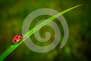 Red Realistic Beautiful Ladybird Walking on Green Grass Leaf in the Morning. 3d Rendering