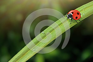 Red Realistic Beautiful Ladybird Walking on Green Grass Leaf in the Morning. 3d Rendering