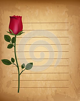 Red realistic rose on old vintage lined paper parchment backdrop