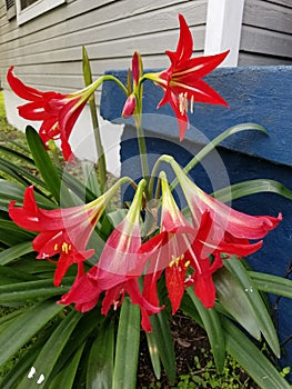 Red reblooming daylilies