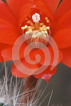 Red rebutia flower in bloom photo