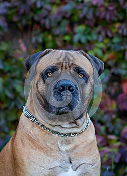 Red on red. Closeup portrait of a rare dog breed South African Boerboel on the background of autumn grape leaves.