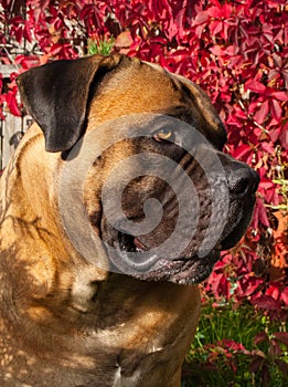 Red on red. Closeup portrait of a rare dog breed South African Boerboel on the background of autumn grape leaves.