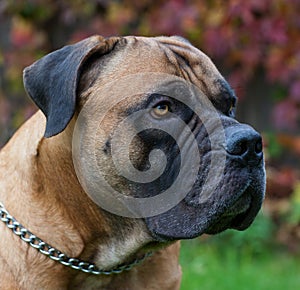 Red on red. Closeup portrait of a rare dog breed South African Boerboel on the background of autumn grape leaves.