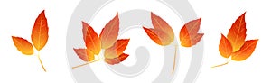 Red and red colored autumn leaf branch. Motley fire-colored leaf icon