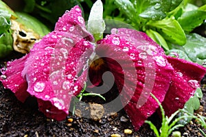 Red-red petals of a pansy wet with raindrops