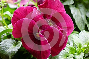 Red-red petals of a pansy wet with raindrops