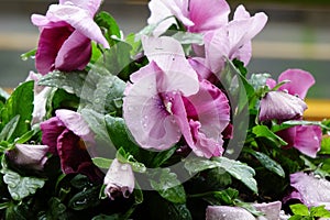 Red-red petals of a pansy wet with raindrops