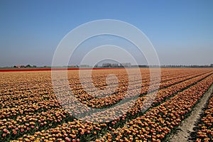Red and red-yellow tulips in a row on a flower field in Oude-Tonge in the Netherlands photo