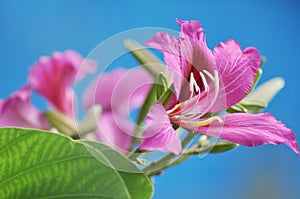 Red redbud in blue sky